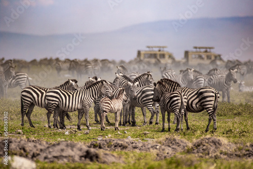 Zebras im großen Rudel