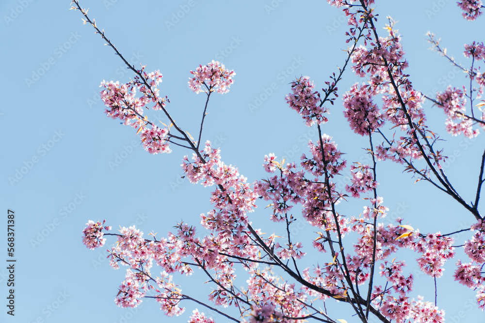 sakura japan in laos pdr at phonesavanh district, Xiengkhouang province sakura japan in laos pdr at phonesavanh district, Xiengkhouang province
