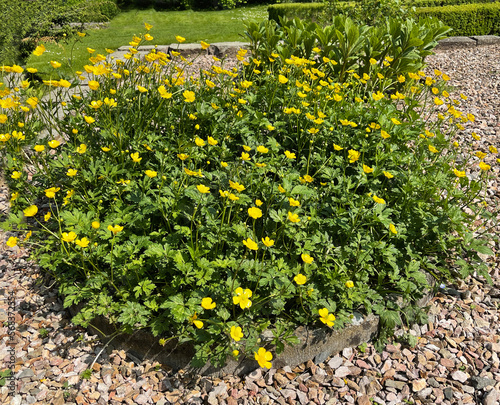 Crowfoot, Ranunculus, acris photo