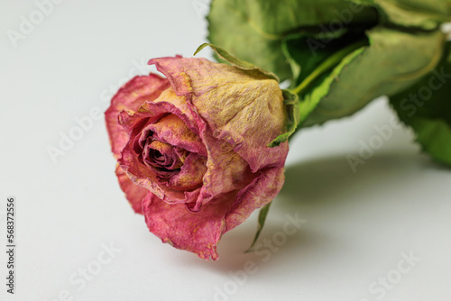 Dry red rose bud with sepals on a white background. close-up top view.