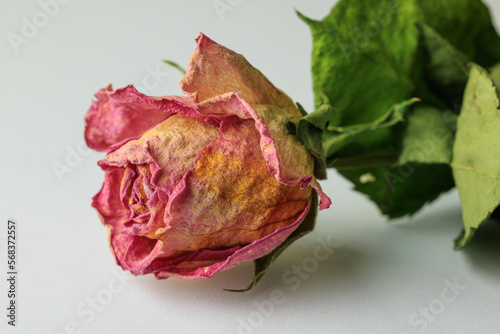 Dry red rose bud with sepals on a white background. close-up top view.