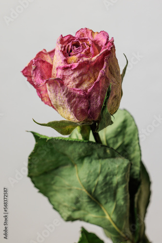 Dry red rose bud with sepals on a white background. close-up top view.