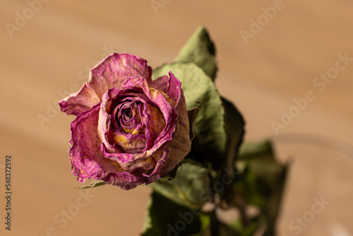 Dry red rose bud with sepals on a white background. close-up top view.