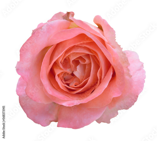 closeup of one pink rose fresh blossom beauty flower on an isolated white background with a clipping path or cutout.use for decoration in love event, Valentine's festival, and romantic wedding card.