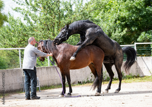 Fotografija mating horse in nature