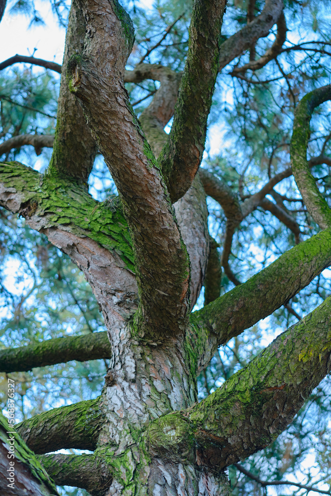 Fototapeta premium Tree ways