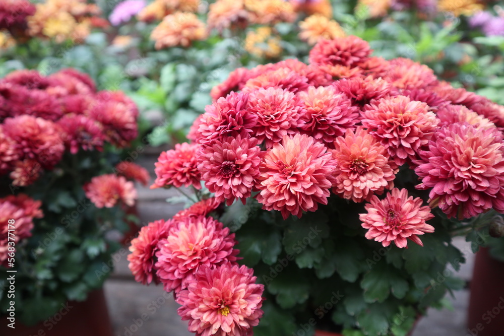 colorful chrysanthemum are blooming in summer zoom in outdoor sunny colorful chrysanthemum are blooming in summer zoom in outdoor sunny