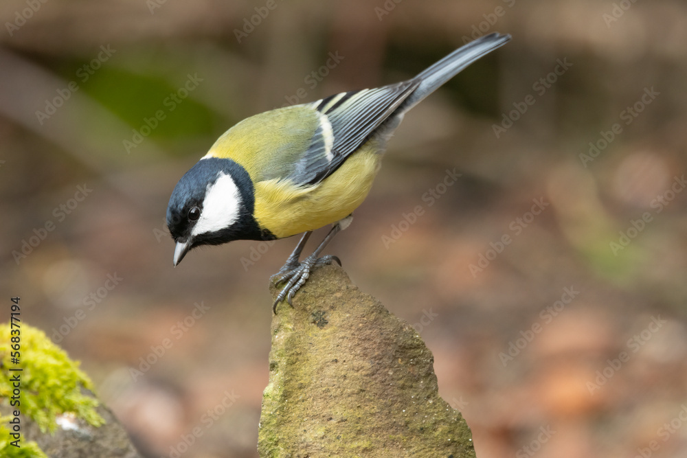 Naklejka premium Kohlmeise (Parus major) 