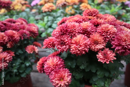 colorful chrysanthemum are blooming in summer zoom in outdoor sunny