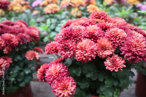 colorful chrysanthemum are blooming in summer zoom in outdoor sunny