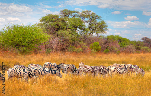 Herd of zebras in yellow grass - Etosha park  Namibia