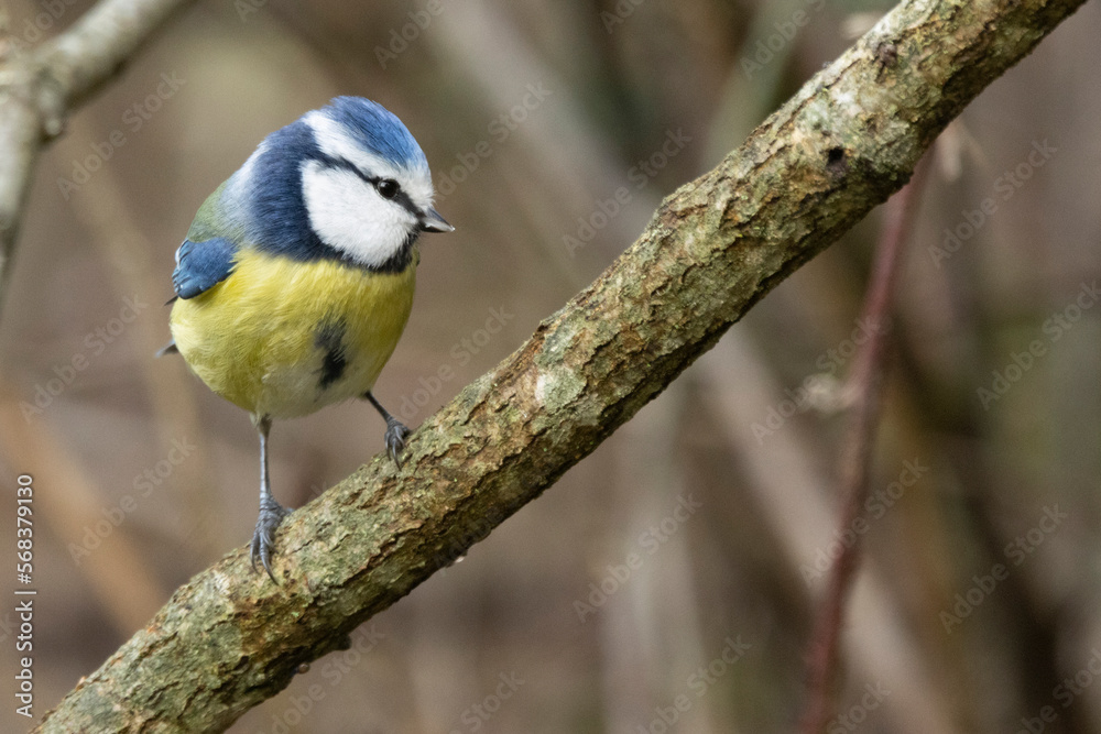 Fototapeta premium Blaumeise (Cyanistes caeruleu)