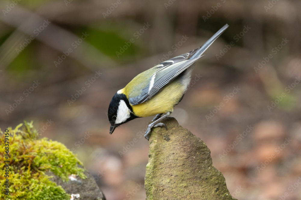 Obraz premium Kohlmeise (Parus major)
