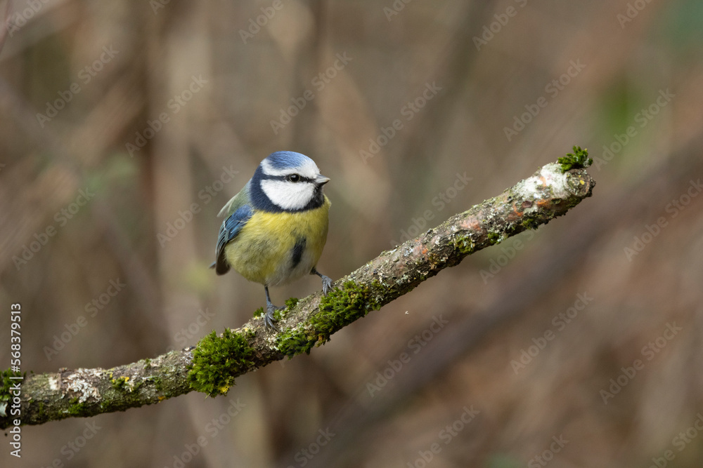 Obraz premium Blaumeise (Cyanistes caeruleu)