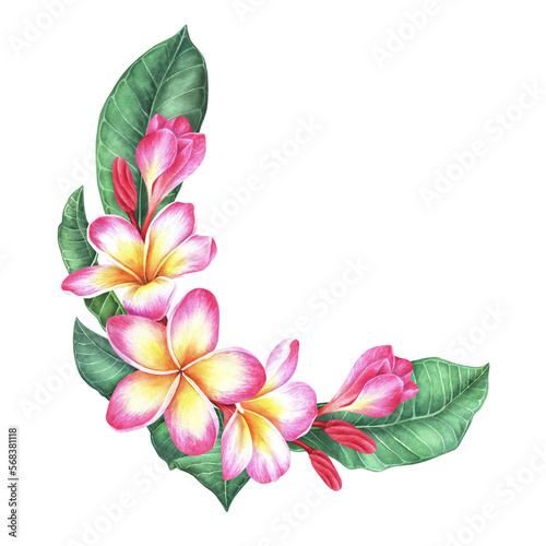 Semicircular composition of plumeria flowers and leaves. Frangipani. Watercolor botanical illustration. Isolated on a white background. For the design of packaging for cosmetics, travel brochures