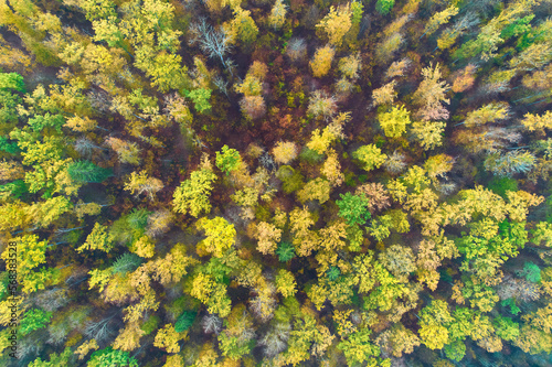 Colorful autumn forest directly from above. Big plants with yellow green foliage. Aerial view with drone. Pattern.