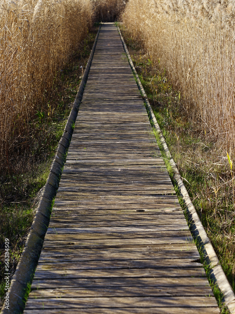 Obraz premium camino