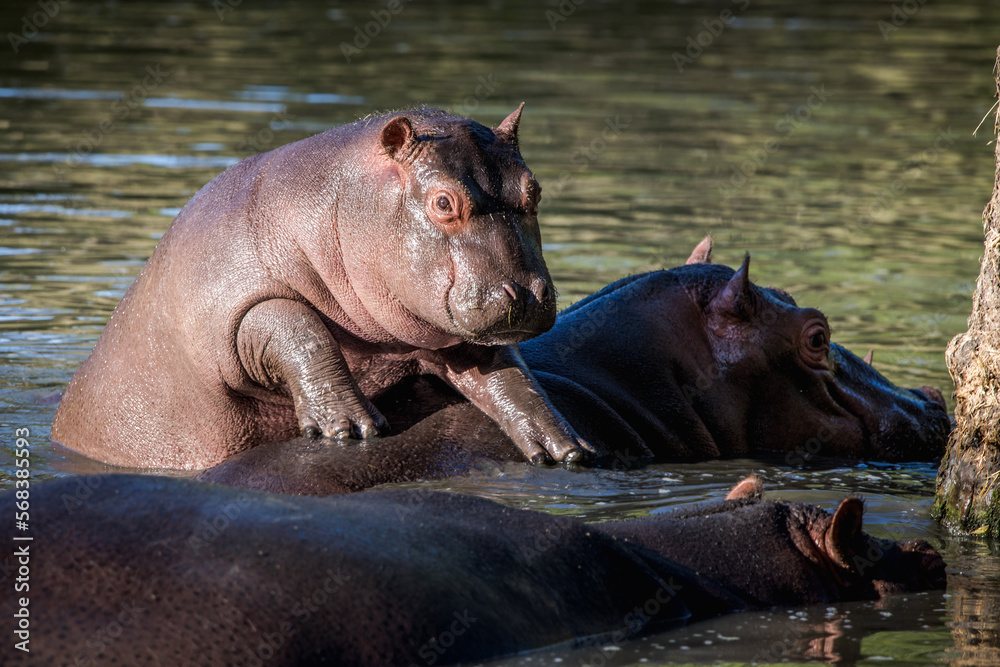 Fototapeta premium Baby hippo