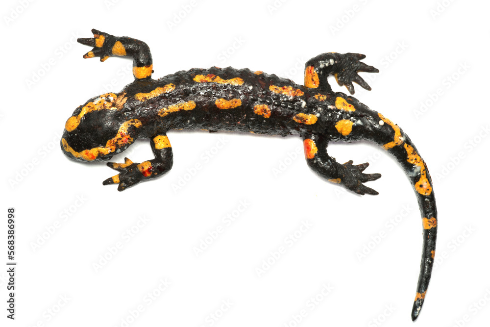 Obraz premium Dead Fire salamander (Salamandra salamandra) infected with Chytrid Fungus Bsal (Batrachochytrium salamandrivorans), Ruhr-District, Germany