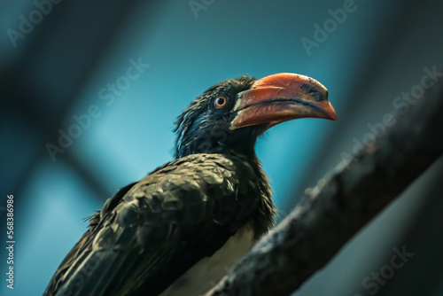 Kronentoko in Nahaufnahme