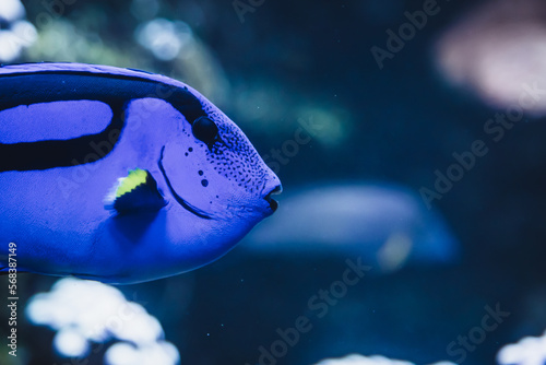 Doktorfisch schwimmt durch das Aquarium photo