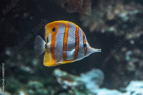 Kupferstreifen-Pinzettfisch schwimmt durchs Aquarium