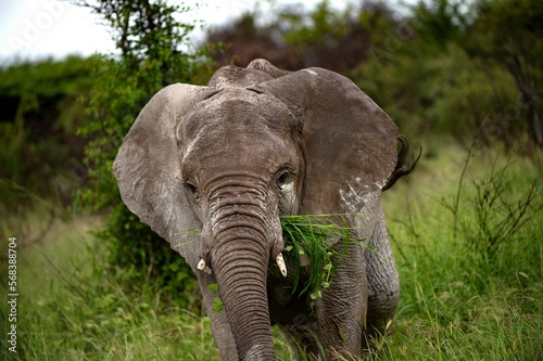a nice potrait of a elephant