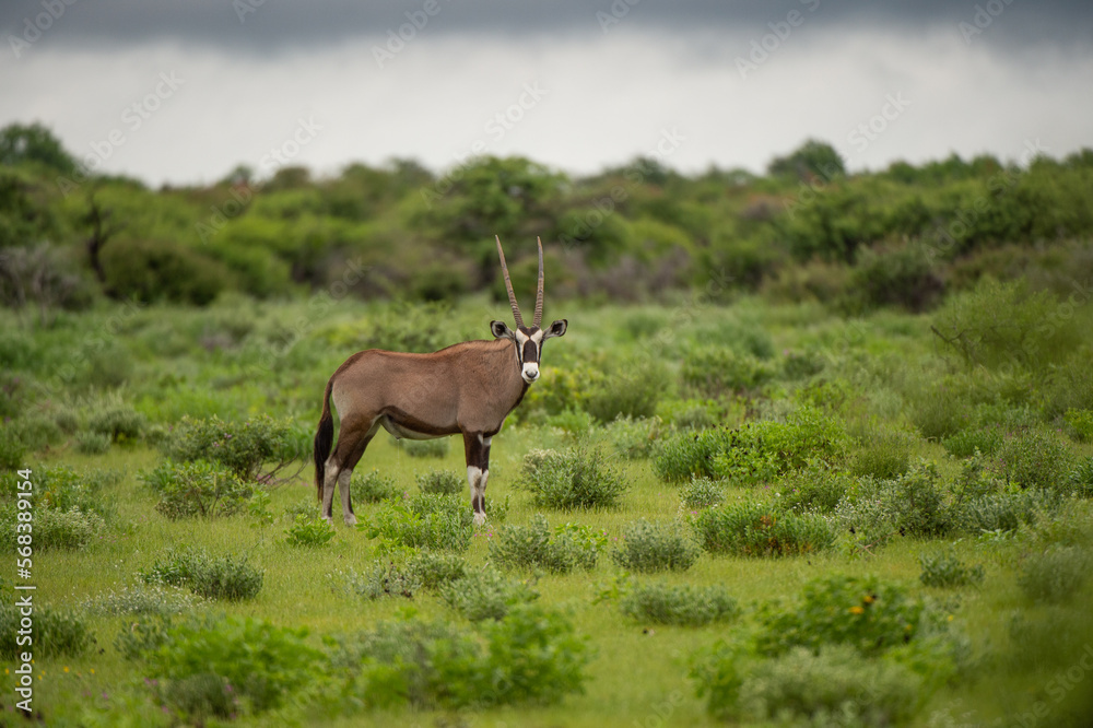Obraz premium deer in the grass
