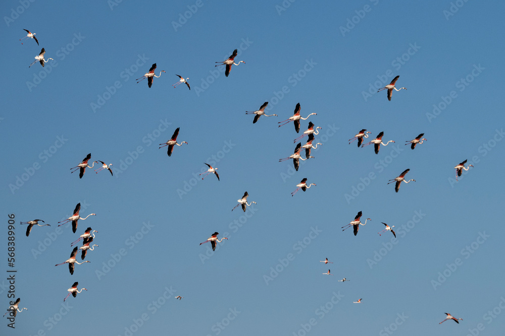 Flamencos en la Albufera de Valencia (España) Flamencos en la Albufera de Valencia (España)