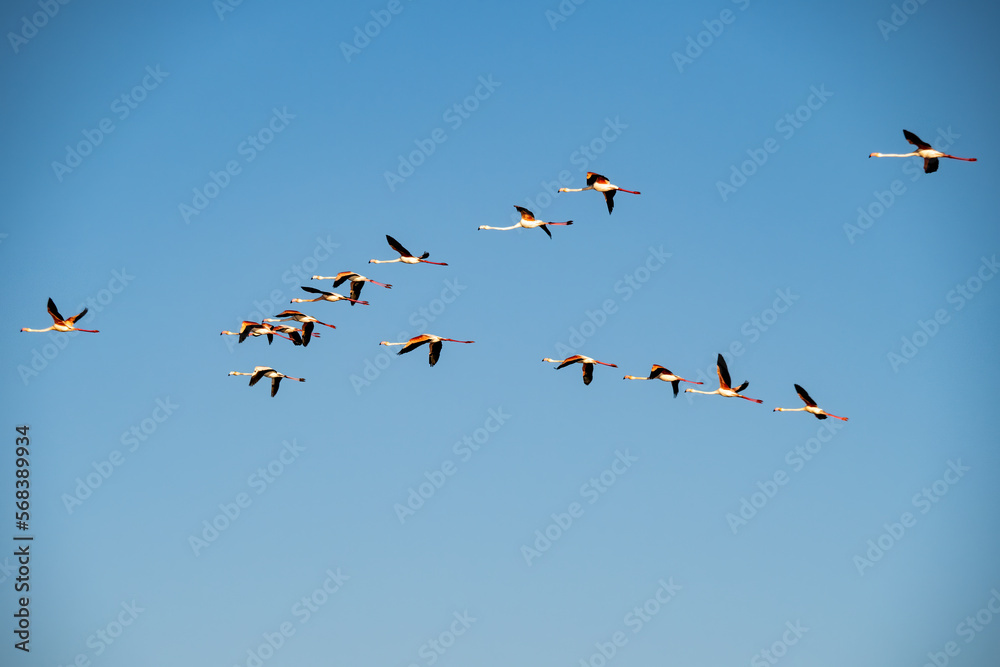 Flamencos en la Albufera de Valencia (España) Flamencos en la Albufera de Valencia (España)