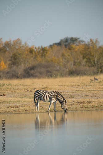 zebra in the savannah