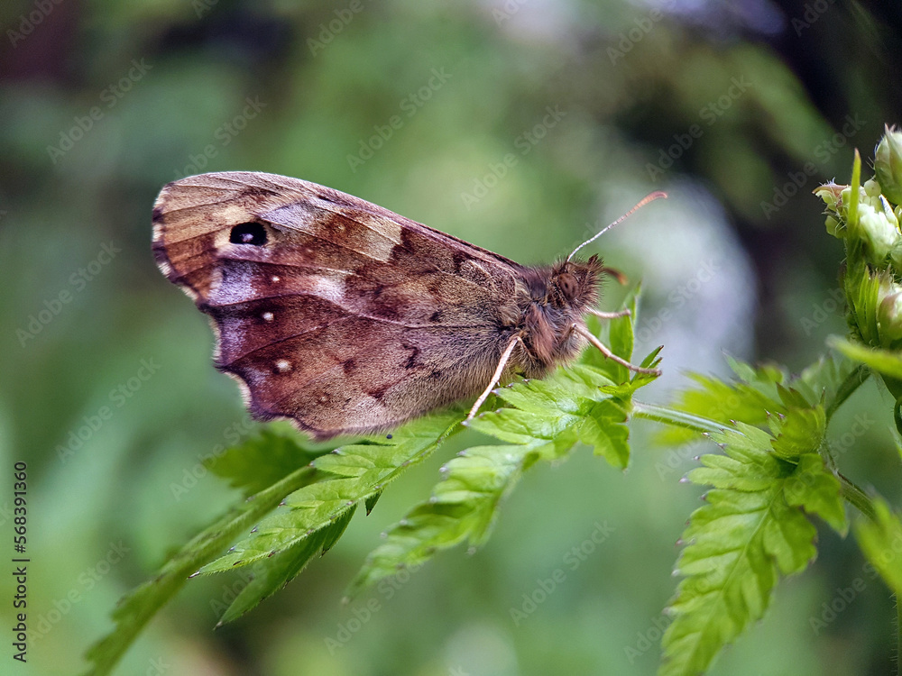 Fototapeta premium butterfly on leaf
