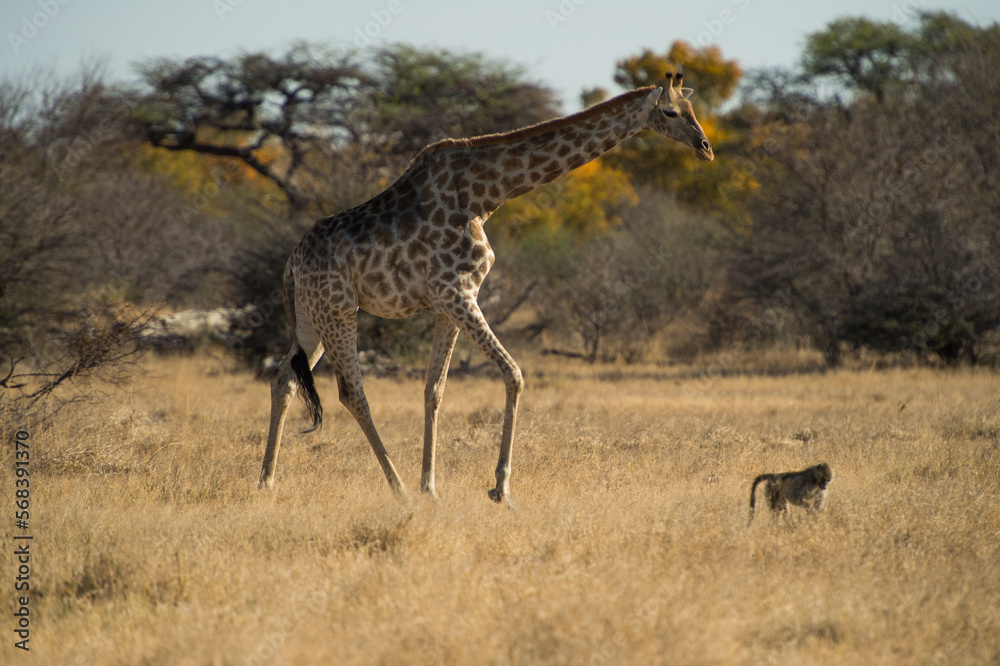 Obraz premium giraffe in the savannah