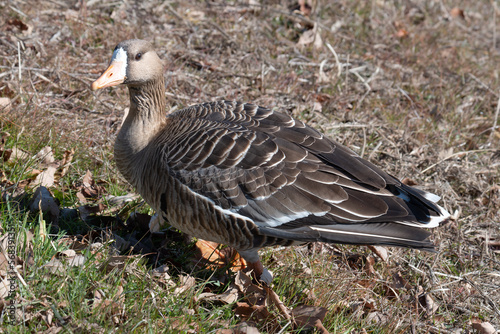 冬の渡鳥、マガン photo