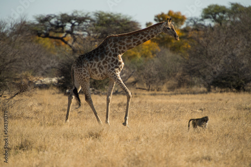 Fototapeta Naklejka Na Ścianę i Meble -  giraffe in the savannah