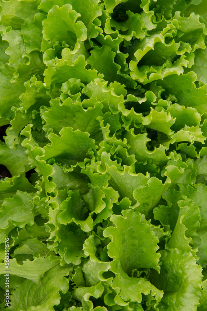 Fresh green Lettuce salad,Close Up of green lettuce leaves Fresh green Lettuce salad,Close Up of green lettuce leaves