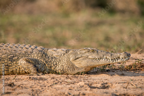 crocodile in the grass