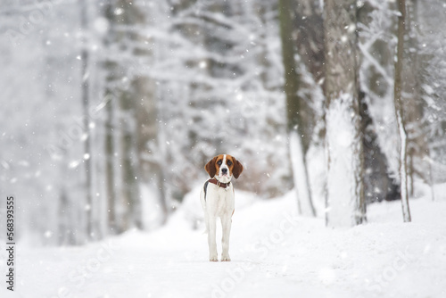 Russian piebald hound. Portrait of a dog with red spots on a background of a winter forest.