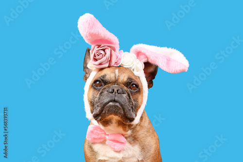 French Bulldog dog wearing Easter bunny costume ears headband with rose flowers on blue background © Firn