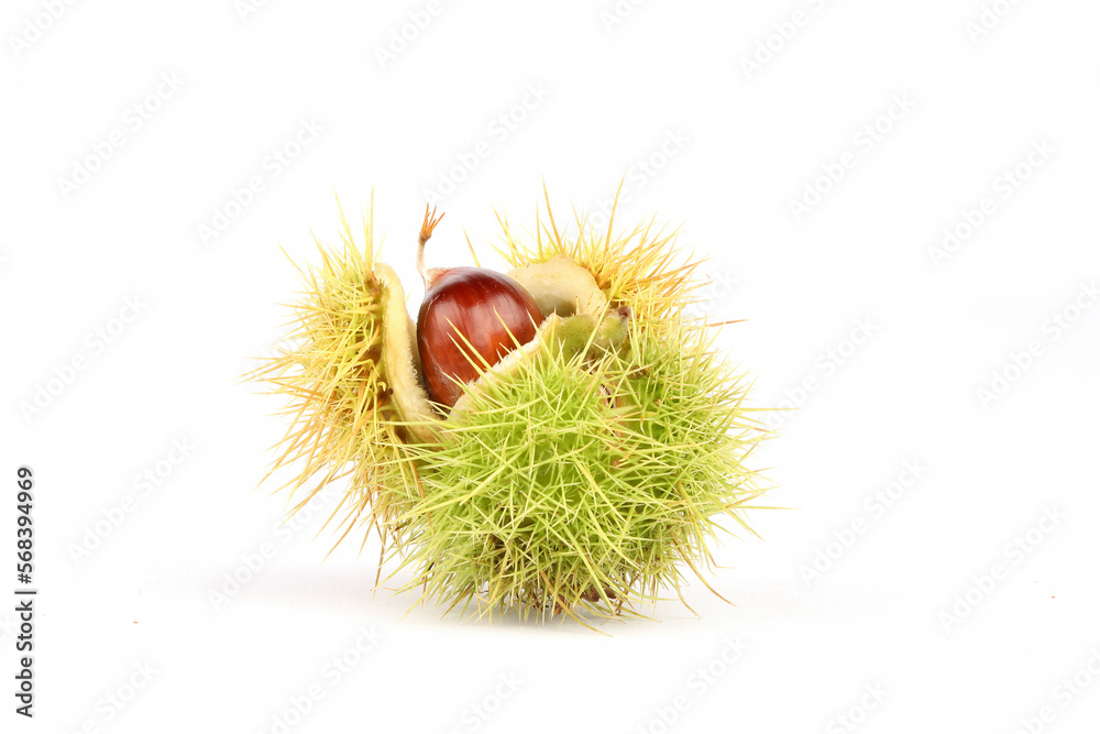 A closeup of Sweet Chestnuts isolated on a white background
A closeup of Sweet Chestnuts isolated on a white background