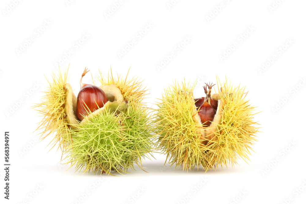 A closeup of Sweet Chestnuts isolated on a white background
A closeup of Sweet Chestnuts isolated on a white background
