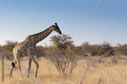 A photo of a walking giraffe
