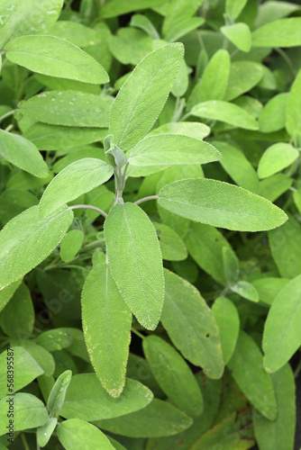 Close-up of Sage growing in a garden 