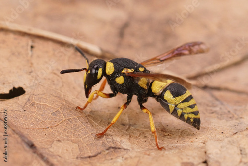 Closeup on a colorful yellow and black potter wasp, Euodynerus dantici sitting on a dried leaf © Henk