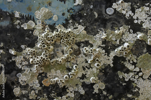 A close-up of an old metal plate covered with barnacles
 photo