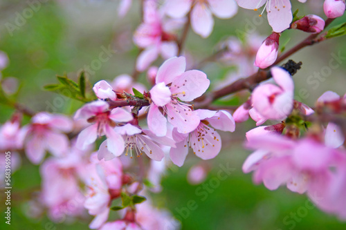 Sakura tree, Cherry or apple or nut blossom branch tree, early spring, background blure © lesslemon