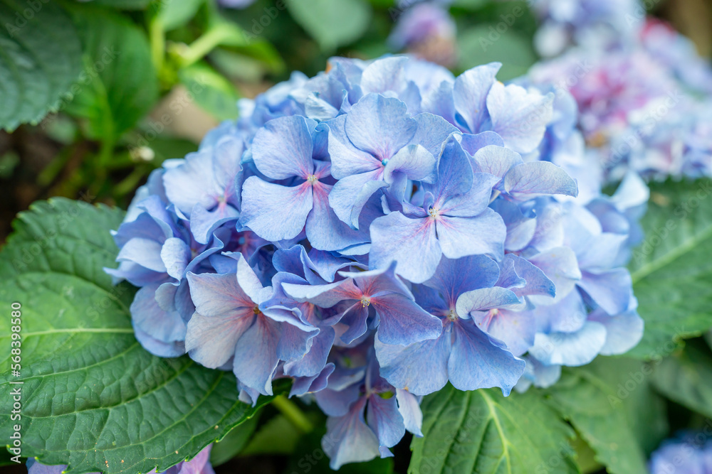 The fresh blossom hydrangea flowers in the garden. The fresh blossom hydrangea flowers in the garden.