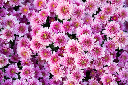 The top view of purple pink fall mum flowers textured. © gamjai