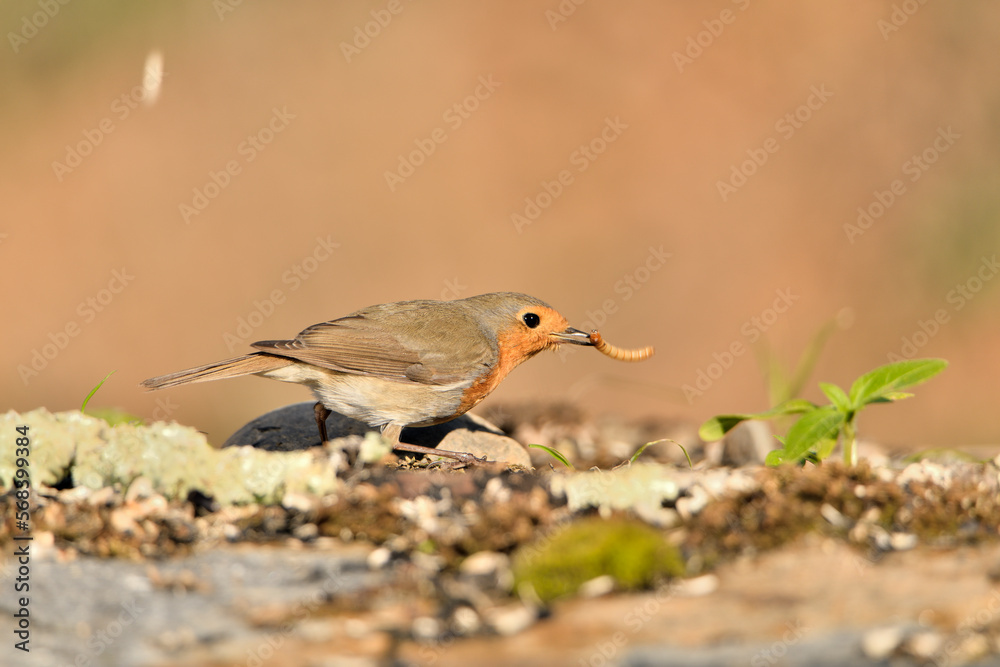 petirrojo europeo comiendo un gusano (Erithacus rubecula) Málaga Andalucía España petirrojo europeo comiendo un gusano (Erithacus rubecula) Málaga Andalucía España