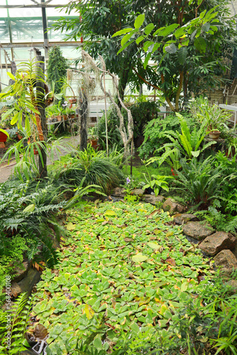  View of Pistia stratiotes in green house